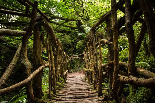 A rope bridge in Puzzlewood A rope bridge in Puzzlewood